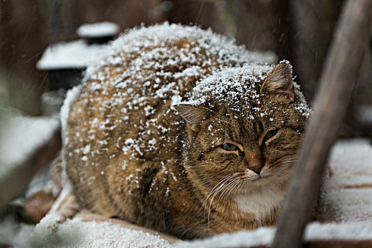 猫,雪地