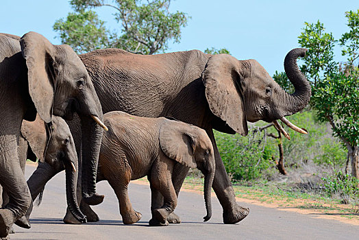 两个,成年,女性,非洲,灌木,大象,非洲象,幼兽,公路,克鲁格国家公园,南非