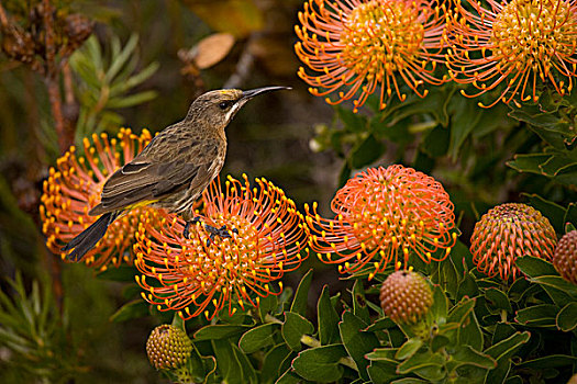 吸花蜜的鸟,不成熟,栖息,轮峰菊,山龙眼,靠近,南非