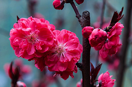 春天盛开的美丽的红桃花