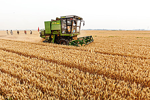 河南滑县,小麦丰收联合收割机收获