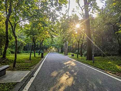 傍晚广州天河公园林荫小道的阳光与影子
