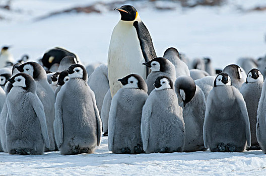 帝企鹅,成年,湾,东方,南极