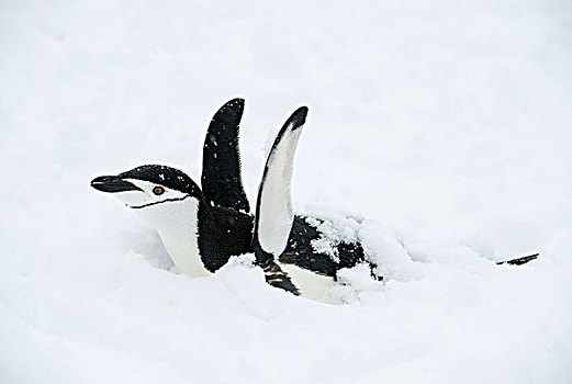 帽带企鹅,南极企鹅,振翅,雪,孵卵,蛋,重,下雪,南极半岛,南极