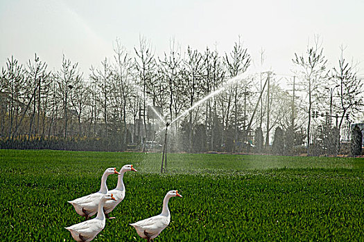 四只鹅在喷灌着的草地上行走