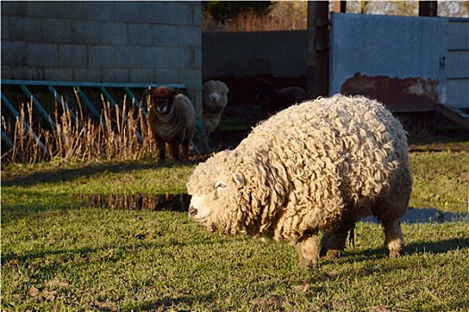 达特姆尔高原,绵羊,粗厚,卷曲,羊毛