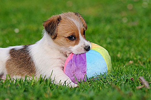 杰克罗素狗,小狗,躺着,草地,玩,球