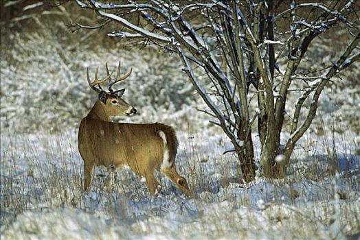 白尾鹿,警惕,公鹿,雪,草地
