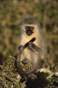 绿猴,拿着,尾部,东开普省,南非