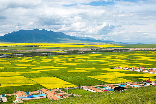 油菜花海