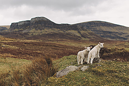羊羔,山坡,斯凯岛,苏格兰,英国