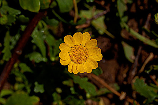 一朵黄色的太阳花