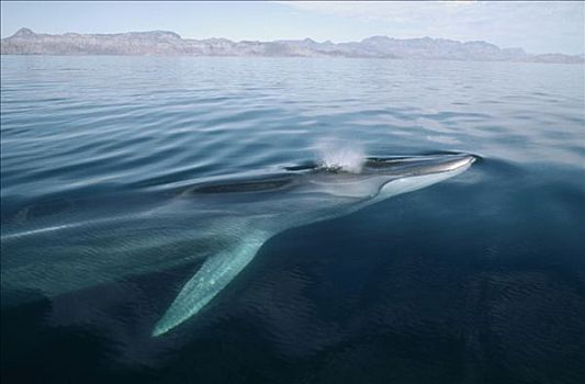 鳍鲸,长须鲸,平面,北下加利福尼亚州,墨西哥