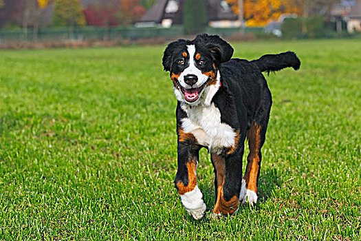 伯恩山犬,女青年