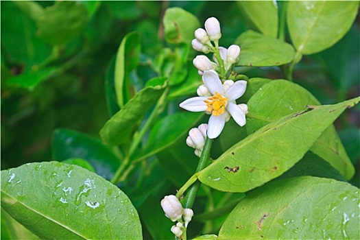 花,柠檬树,绿叶