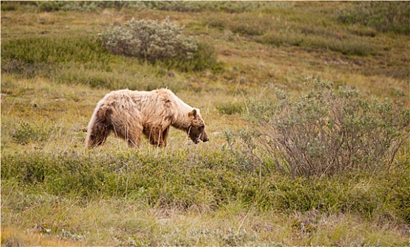 大,野生,大灰熊,觅食,德纳里峰国家公园,阿拉斯加,野生动物