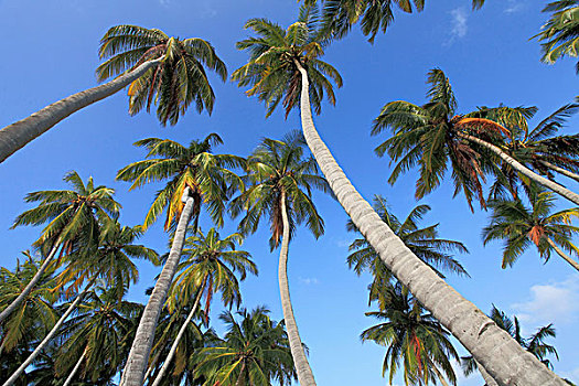 马尔代夫,岛屿,椰树,小树林