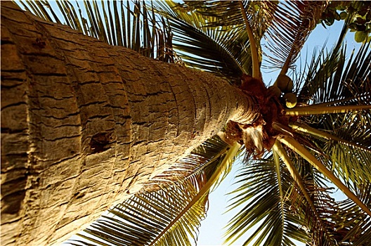 椰树,帕尔玛