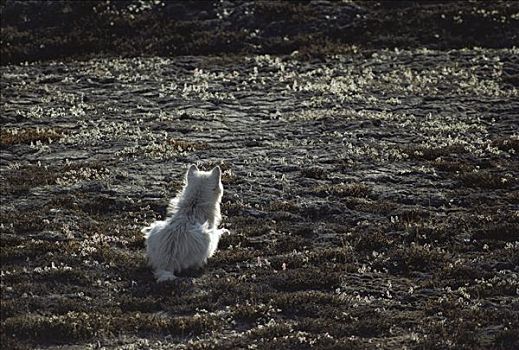 北极狼,狼,猎捕,艾利斯摩尔岛,加拿大