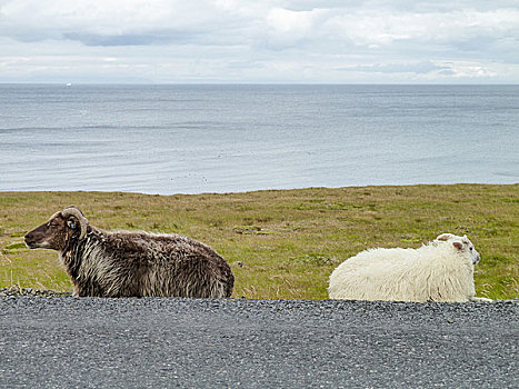 冰岛绵羊,冰岛