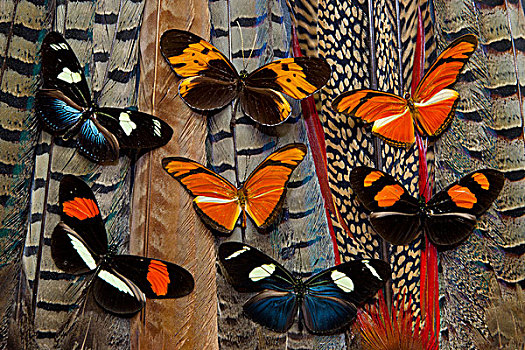 蝴蝶,尾部,羽毛,品种