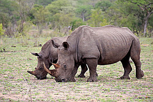 两个,白色,犀牛,白犀牛,成年,动物,一半,喂食,交际,行为,厚皮动物,克鲁格国家公园,南非,非洲