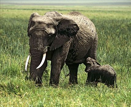 非洲,灌木,热带草原,大象,非洲象,年轻,肯尼亚