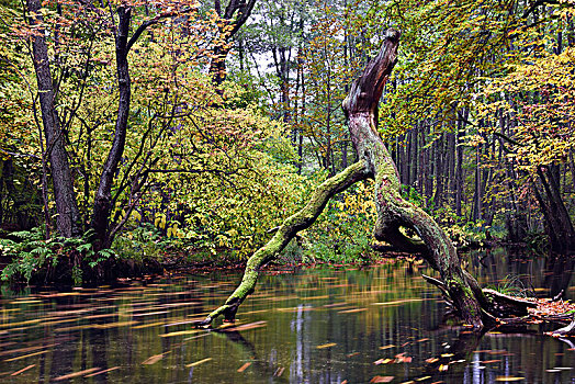 河,秋天,自然保护区,克拉科夫,勃兰登堡,德国,欧洲