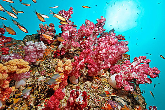鱼群,花,软珊瑚,阿曼,印度洋,水下