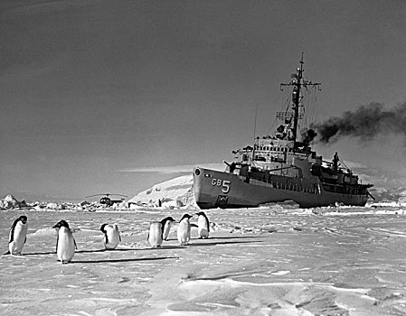 企鹅,正面,破冰船,罗斯海,南极