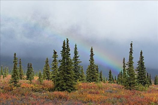 氛围,亮光,秋天,针叶林带,北方生物带,针叶树,树林,彩虹,德纳里峰,国家公园,阿拉斯加,美国