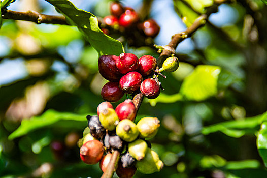 咖啡树咖啡果