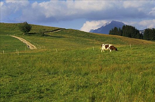 法国,上萨瓦省,高原,母牛