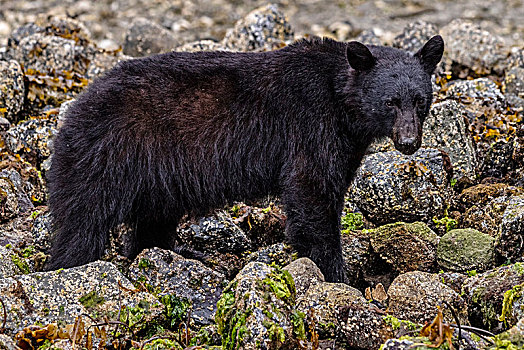 美洲黑熊,觅食,海岸线,退潮,布劳顿群岛,大熊雨林,第一,领土,不列颠哥伦比亚省,加拿大
