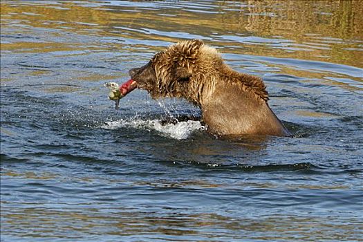 阿拉斯加,棕熊,幼仔,捕食,卡特麦国家公园,美国