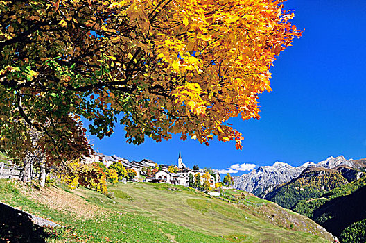 秋天,树,瓜达,恩格达恩,瑞士,欧洲