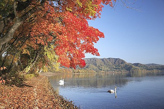 天鹅,湖,秋叶