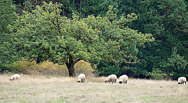 加拿大,不列颠哥伦比亚省,山谷,绵羊,正面,老,苹果树
