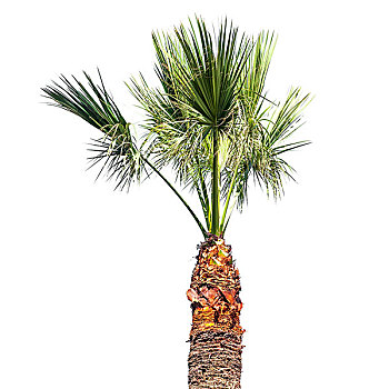 小,棕榈树,隔绝,白色背景,背景