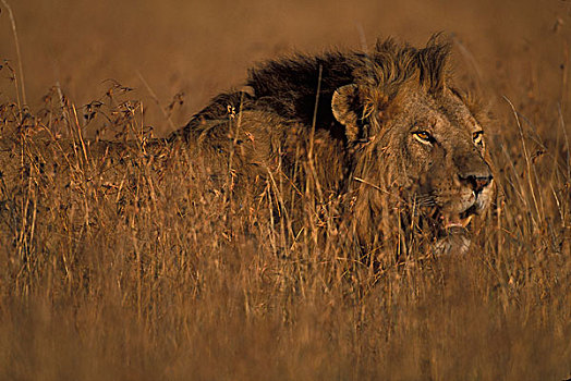 非洲,肯尼亚,马塞马拉野生动物保护区,成年,雄性,狮子,休息,高草,黎明