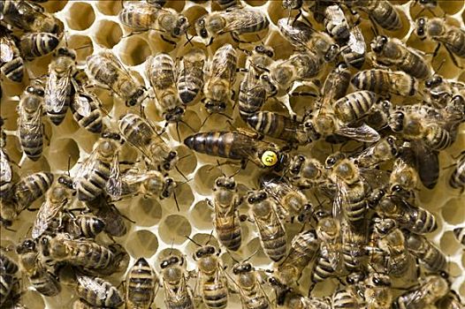 蜜蜂,蜂巢,皇后,数字