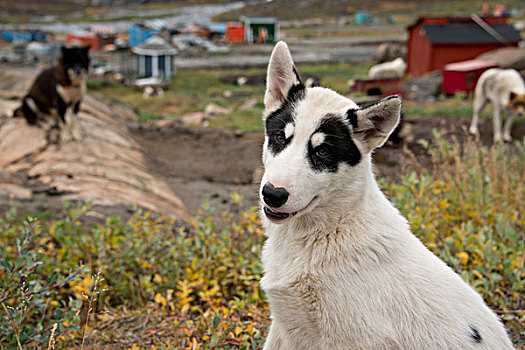 格陵兰,市区,高处,北极圈,圆,著名,雪橇狗,小狗,大幅,尺寸