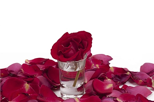 红玫瑰,玻璃,围绕,花瓣