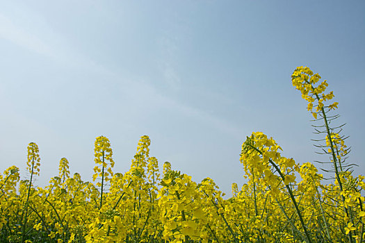 油菜花