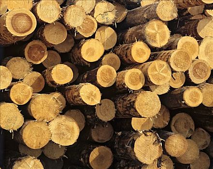 一堆,原木,木材业