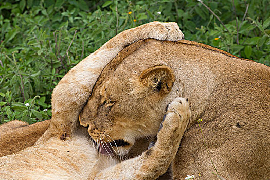 幼狮,头部,雌狮,胸部,特写,恩戈罗恩戈罗,保护区,坦桑尼亚