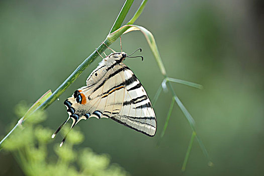 斑马,燕尾蝶