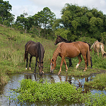 马,饮用水,浅,水池,加拉帕戈斯
