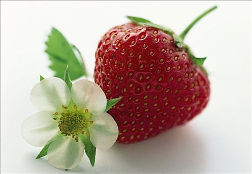 大,成熟,草莓,草莓花