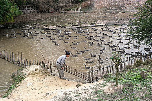 鹅,乡村,中国